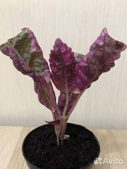 Хемиграфис