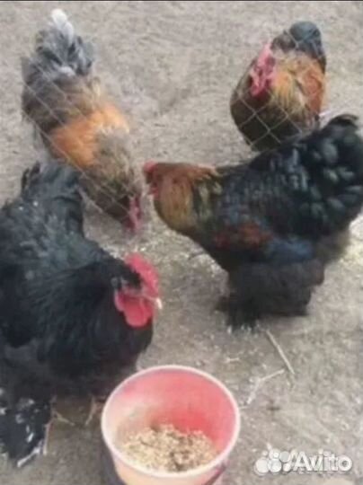 Куры,петухи