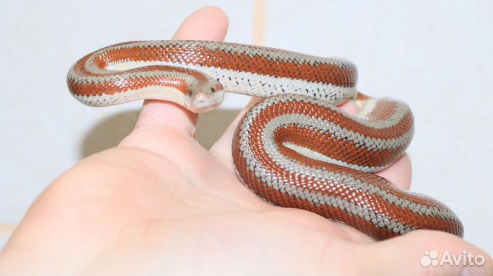 Калифорнийский удав (Lichanura trivirga)