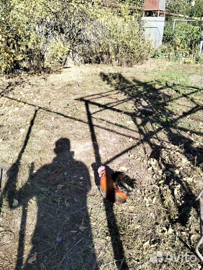 Куры бентамки