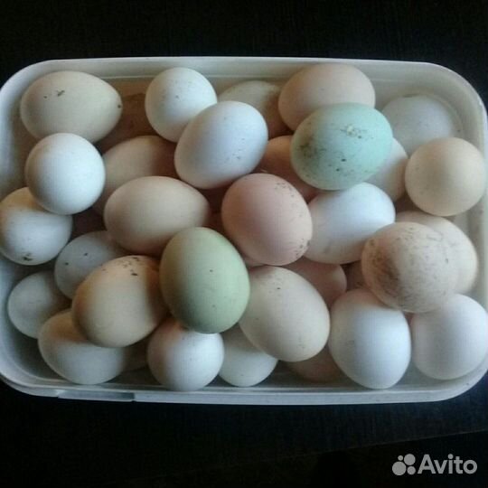 Домашние куриные яйца. Мясо бройлеров