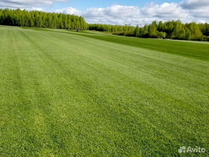 Рулонный газон
