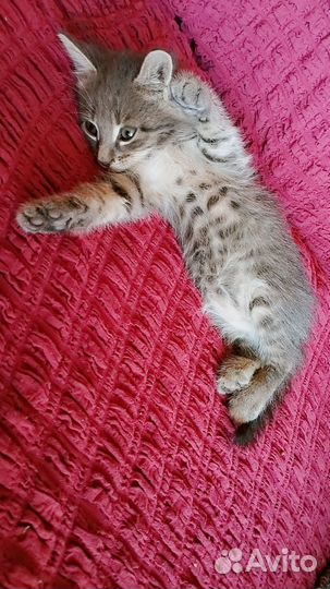 Кошка бесплатно добрые руки