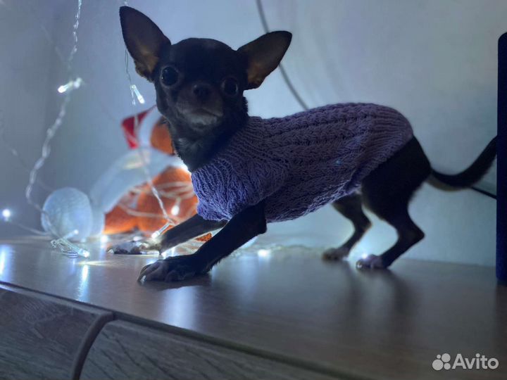 Вязанный комбинезон для собак