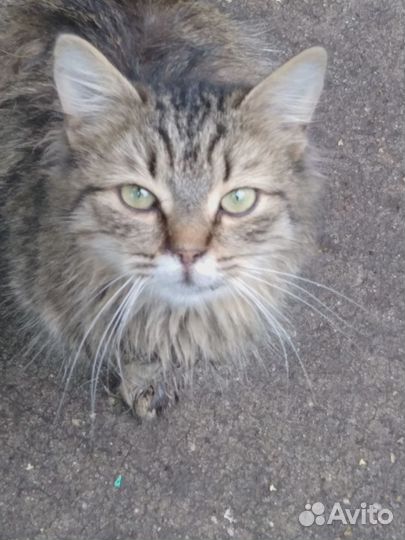 Брошенной кошке нужен дом или передержка