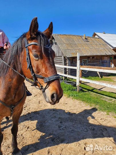 Домашние животные