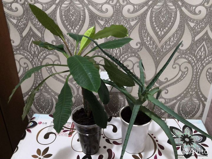 Сансевиерия, каланхой, диффенбахия, эухариус, золо