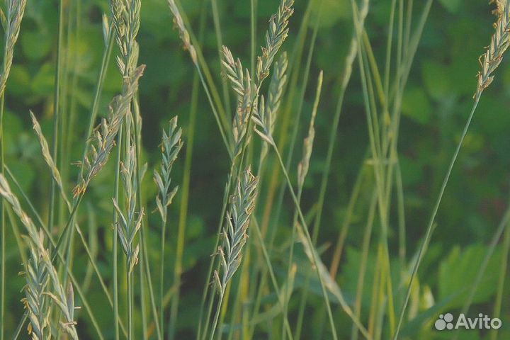 Семена Пырея Ползучего опт