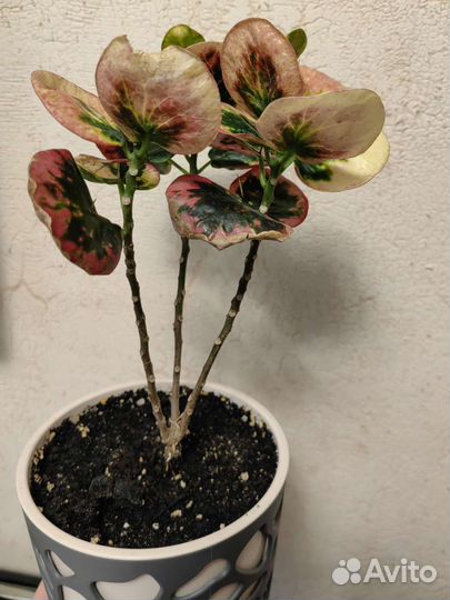 Кротон тайский