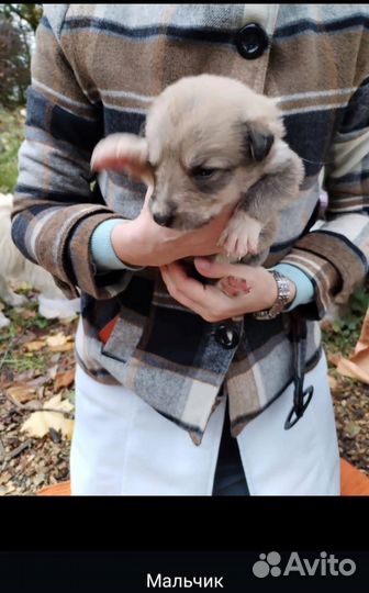 Щенки в добрые руки