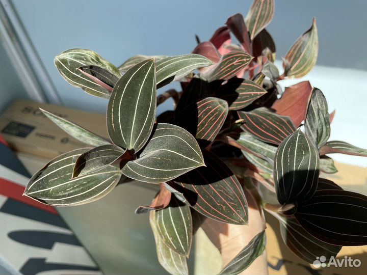 Лудизия Silver Velvet, Red Velvet