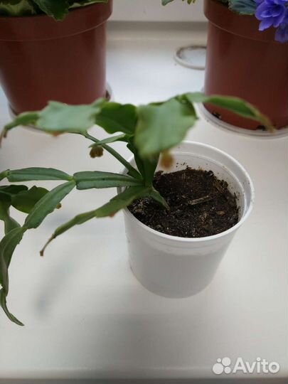 Цветок декабрист