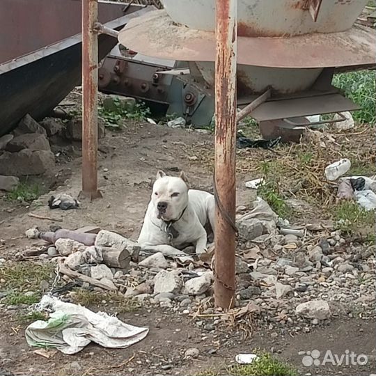 Щенки аргентинского дога