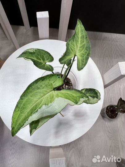 Сингониумы (много сортов) 3+1