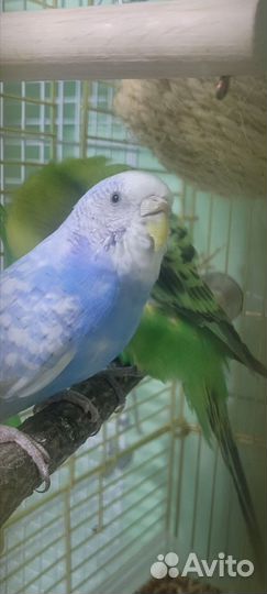 Волнистый попугай