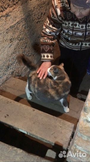 Спасите от беды девочку