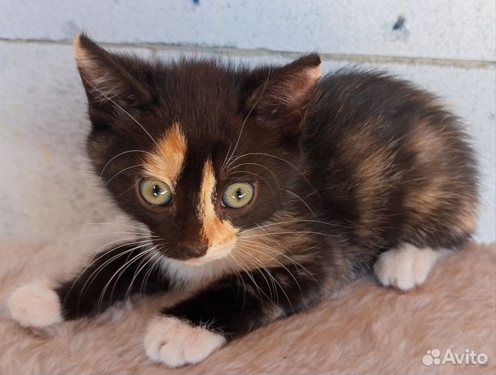 Кошечка в добрые руки