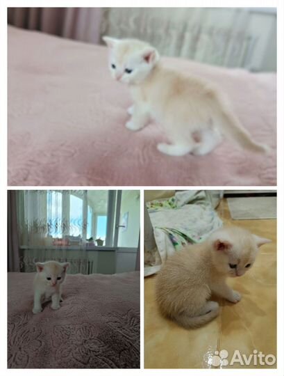 Шотландские котята