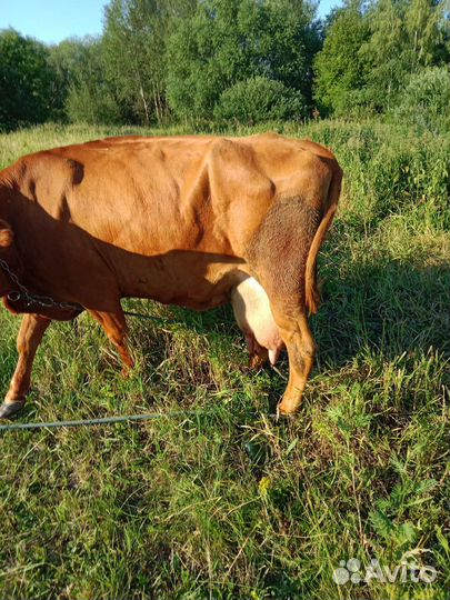 Айширская корова