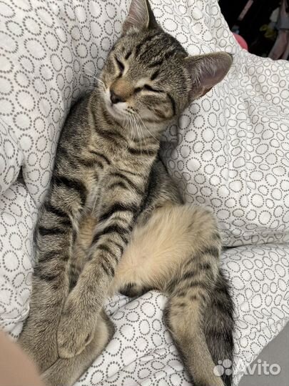 Передержка животных