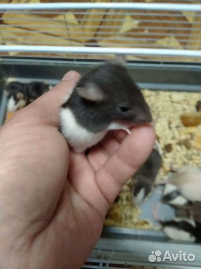 Крысята дамбо