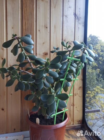 Крассула толстянка