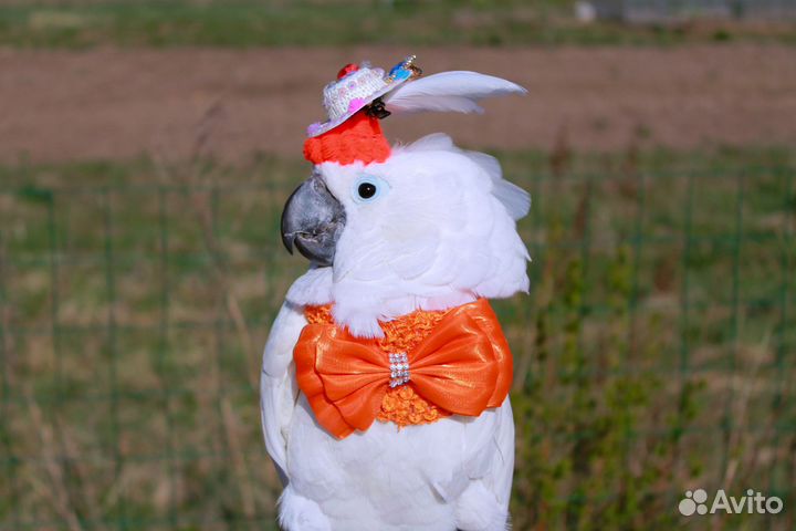 Консультации по содержанию попугаев