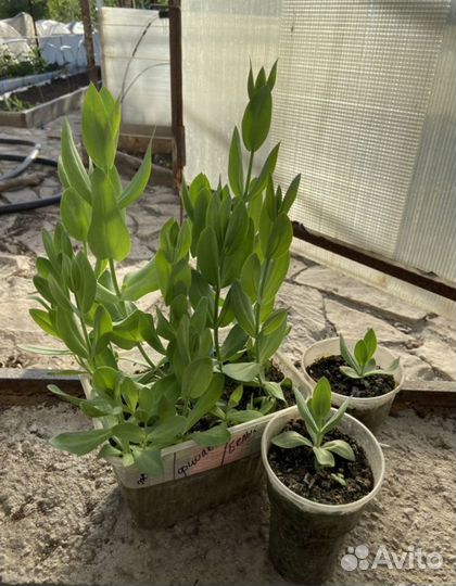 Рассада эустомы оптом