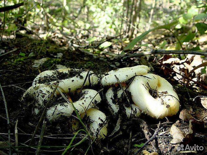 Продам грибы маринованые