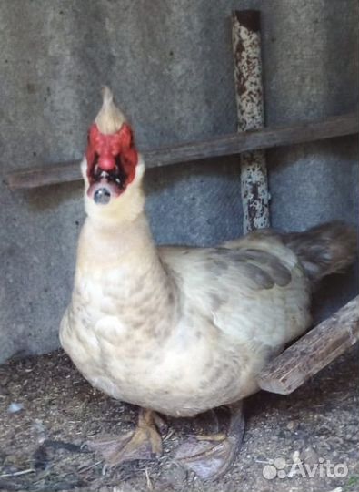 Мускусные утята, тяжелой линии, 2,5 месяца