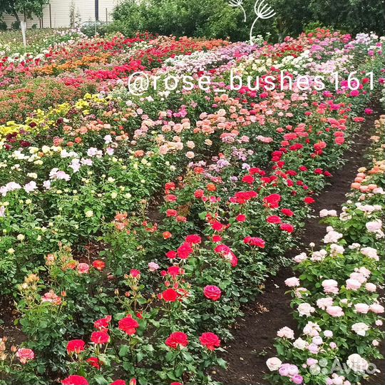 Кусты роз оптом и в розницу