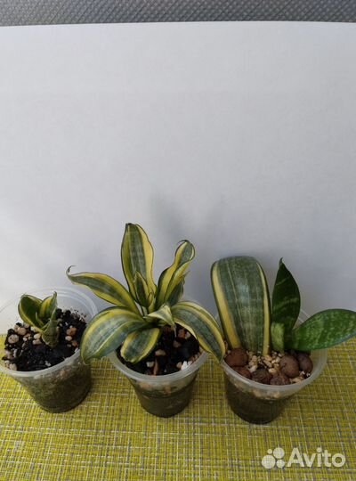 Детки сортовых сансевиерий хани