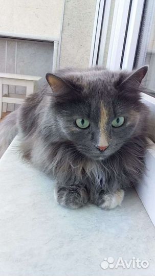 Стрелка трехцветная кошечка(стерилизованная)