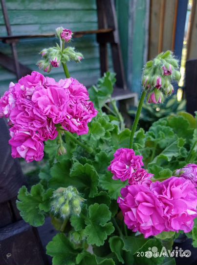 Пеларгония герань