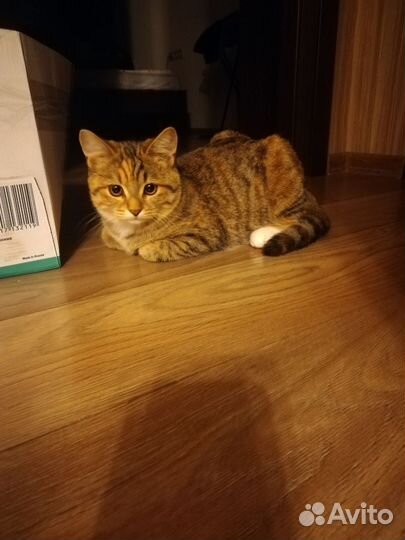 Кошечка в дар