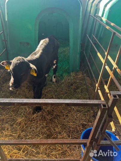 Телята бычки племенные с доставкой