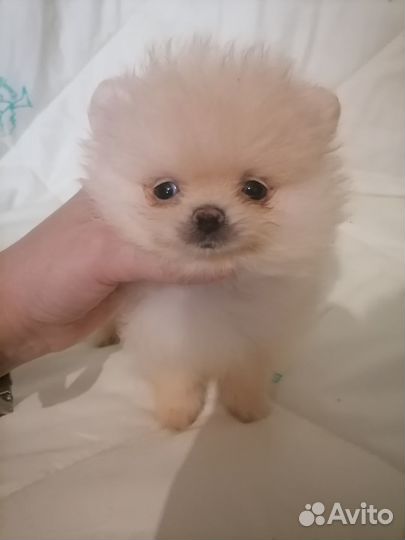 Мини мальчик шпиц