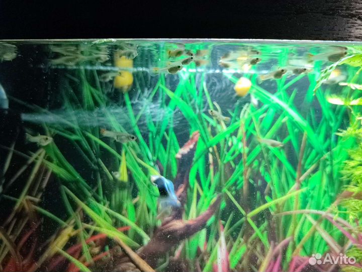 Гуппи, анцитрусы