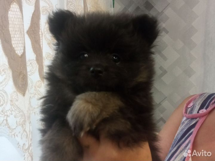 Померанский шпиц мини