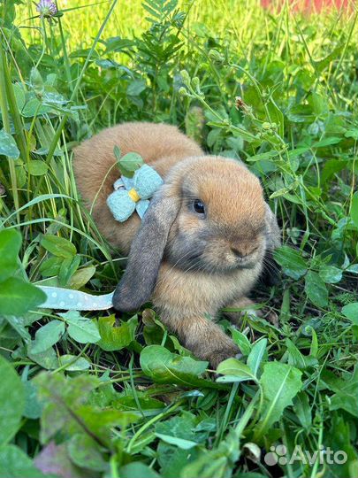 Декоративные карликовые кролики вислоухие минилоп
