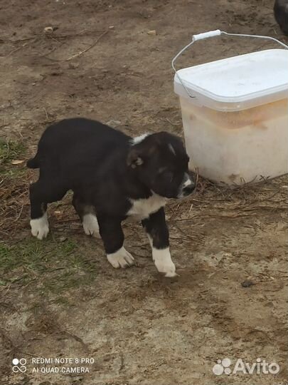 Среднеазиатская овчарка