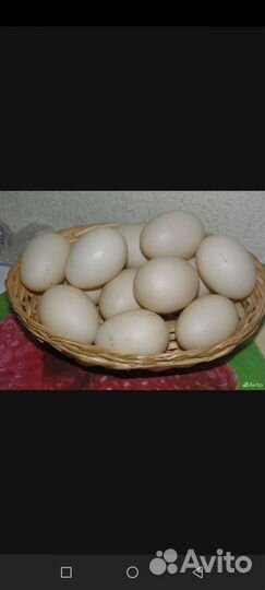 Утиные яйца