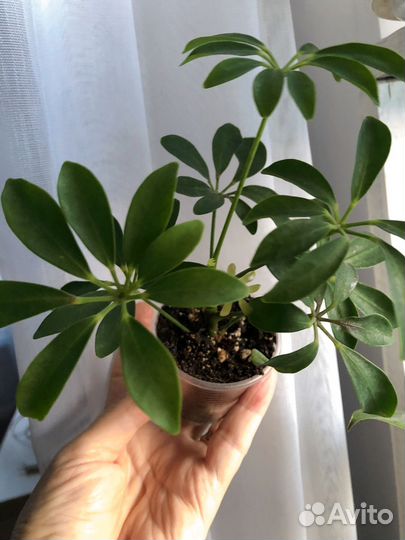 Шеффлера зеленая