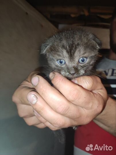 Шотландская вислоухая кошка