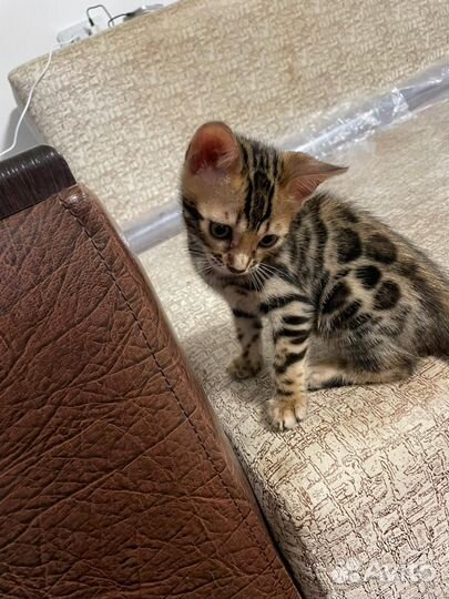 Бенгальская девочки