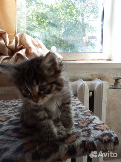 Кошки