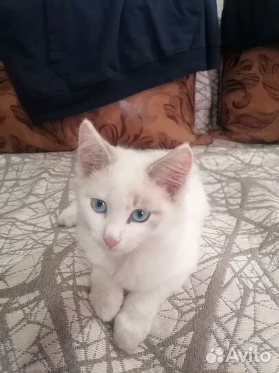 Отдам бесплатно