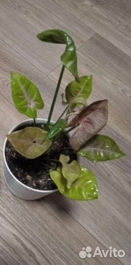 Сингониумы