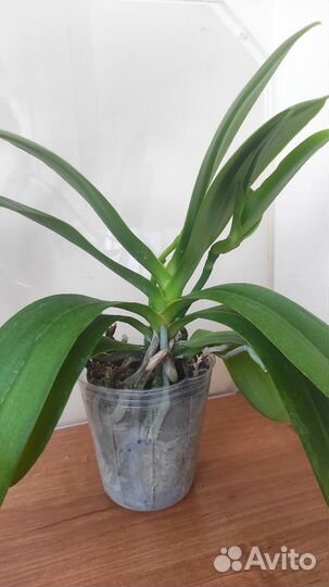 Орхидея фаленопсис Сказка