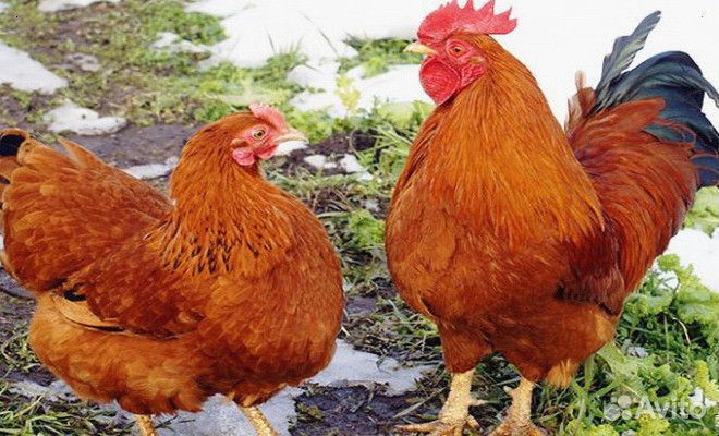 Куры несушки Коричневые